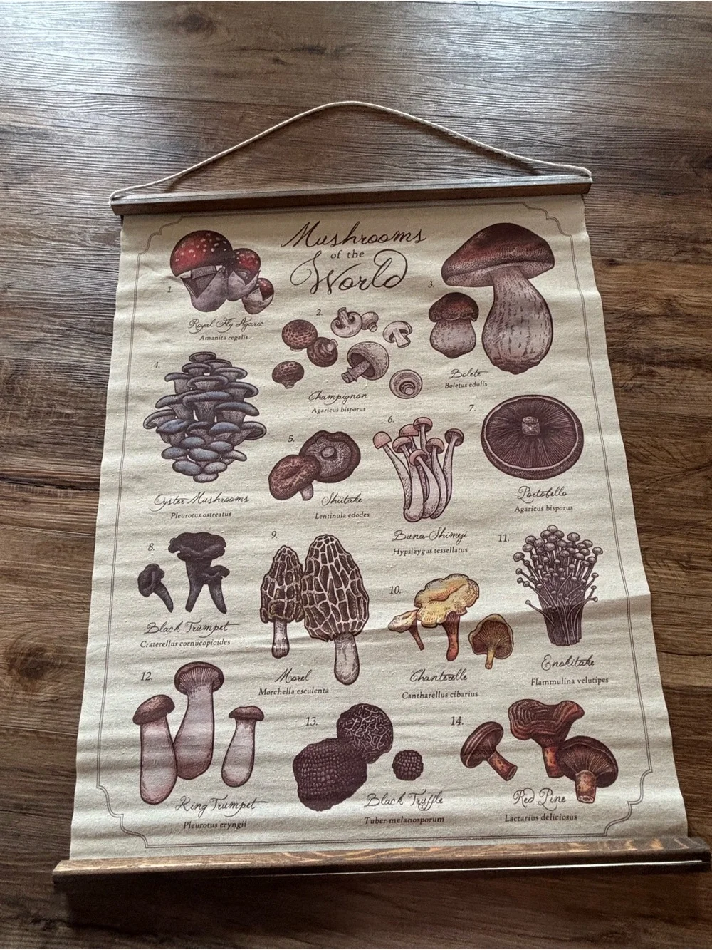 Mushrooms of the World Wall Hanging - Neutral Brown Canvas